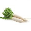 Vezir Radish