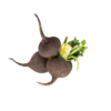 Black Radish