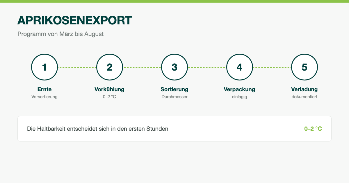 Aprikosenexport: Saison, Sortierung und Kühlkette