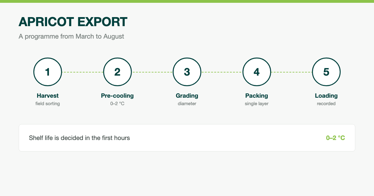 Apricot Export: Season, Sizing and the Cold Chain