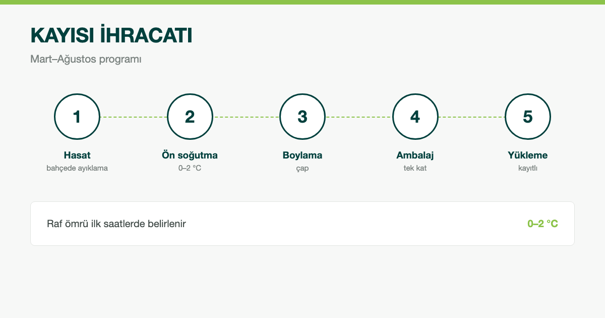 Kayısı İhracatında Sezon, Çeşit ve Soğuk Zincir