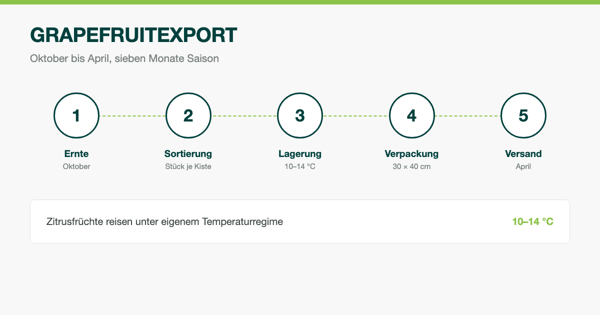 Grapefruitexport: Saison, Sorten und Sortierung