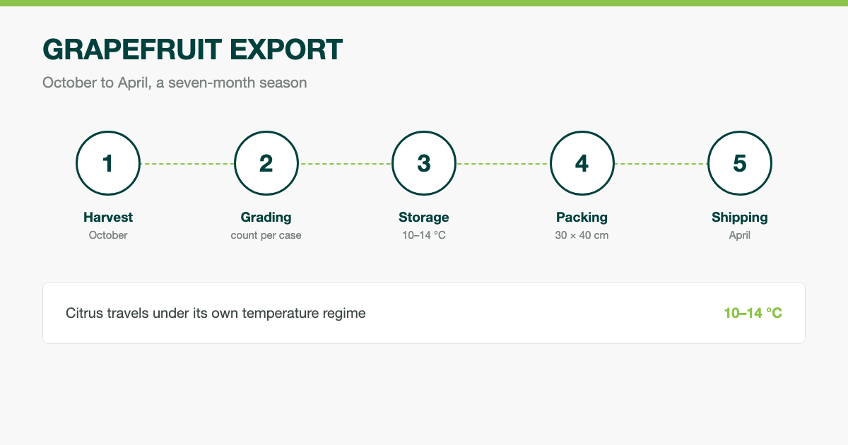Grapefruit Export: Season, Varieties and Sizing
