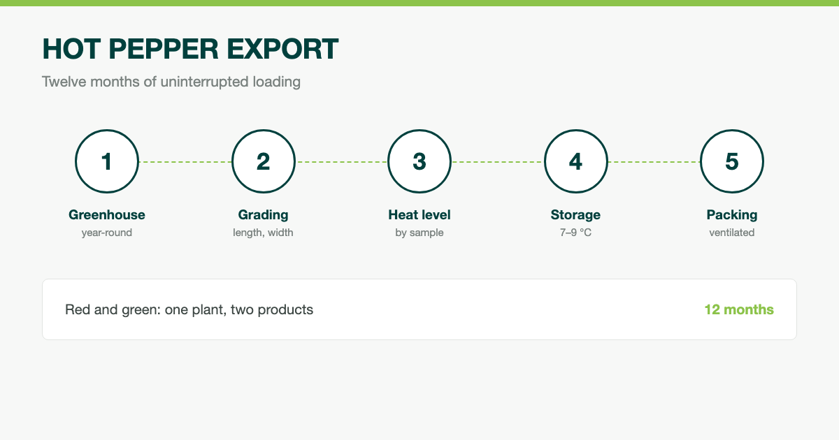 Hot Pepper Export: Year-Round Loading in Red and Green