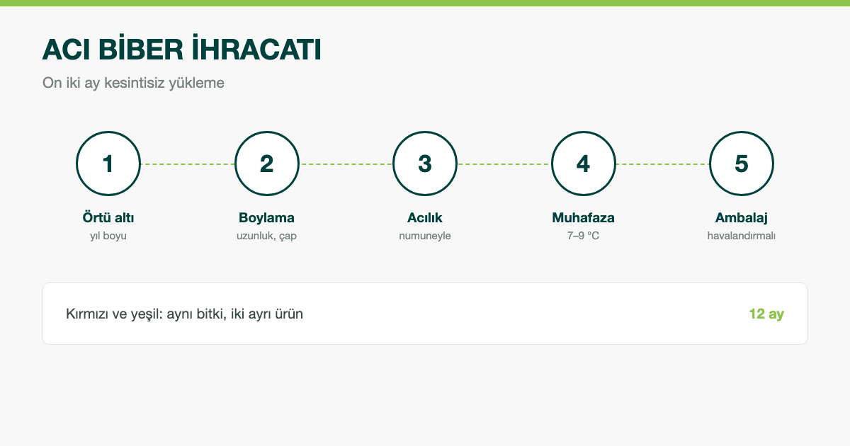 Acı Biber İhracatı: Kırmızı ve Yeşil Çeşitlerde Yıl Boyu Yükleme