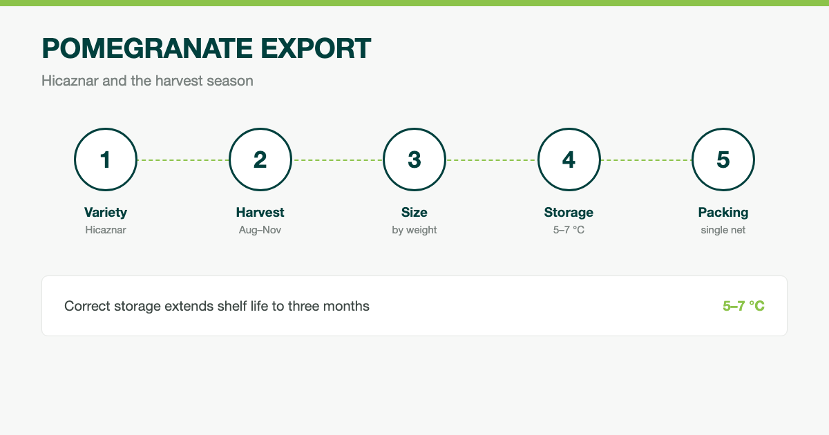 Turkish Pomegranate Export: Hicaznar Varieties, Season and Supply