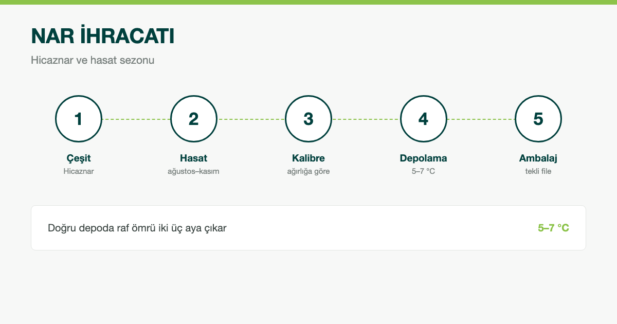 Nar İhracatı: Hasat Sezonu, Çeşitler ve Alıcı Rehberi
