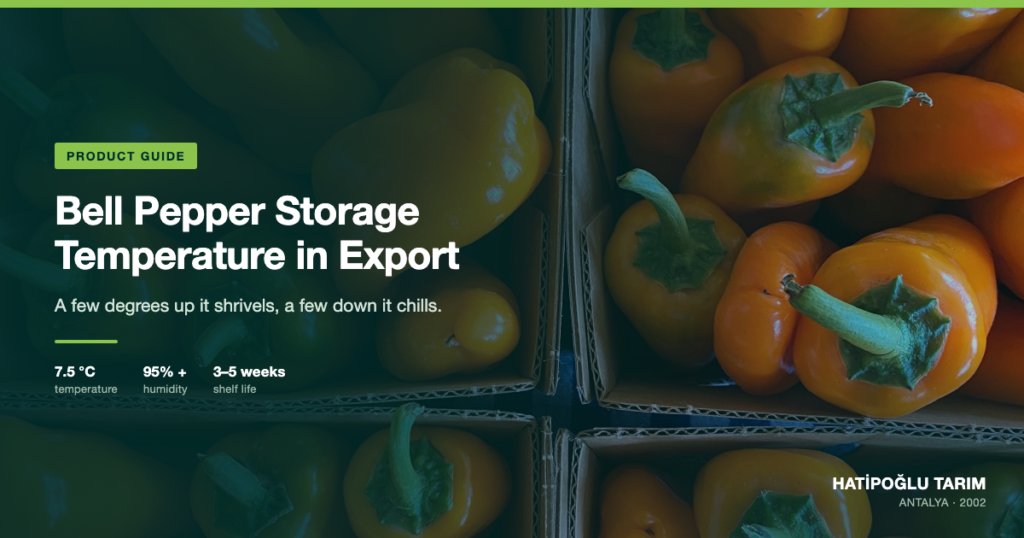 Bell Pepper Storage Temperature in Export