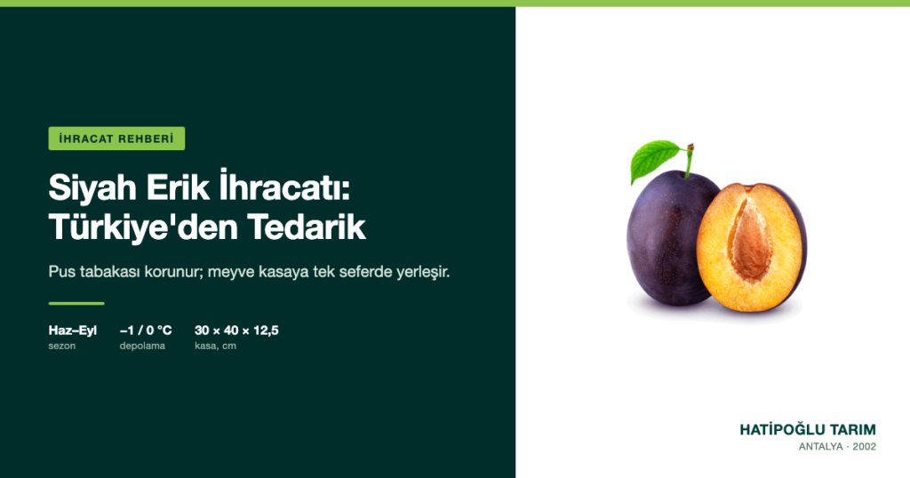 Siyah Erik İhracatı: Türkiye'den Tedarik