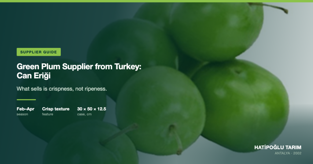 Green Plum Supplier from Turkey: Can Eriği