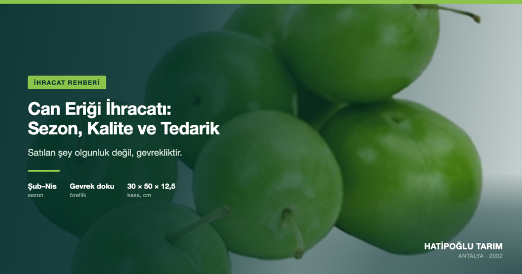 Can Eriği İhracatı: Sezon, Kalite ve Tedarik