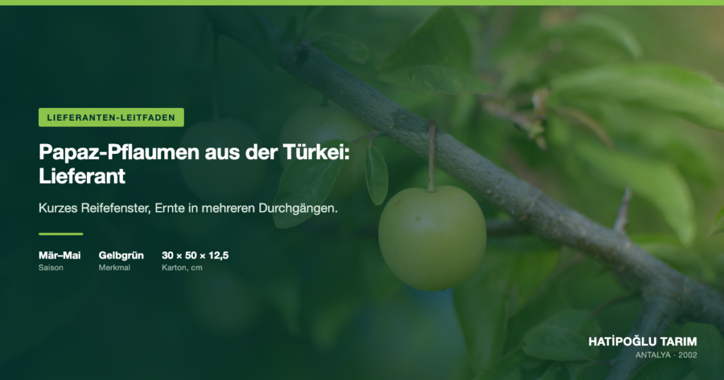 Papaz-Pflaumen aus der Türkei: Lieferant