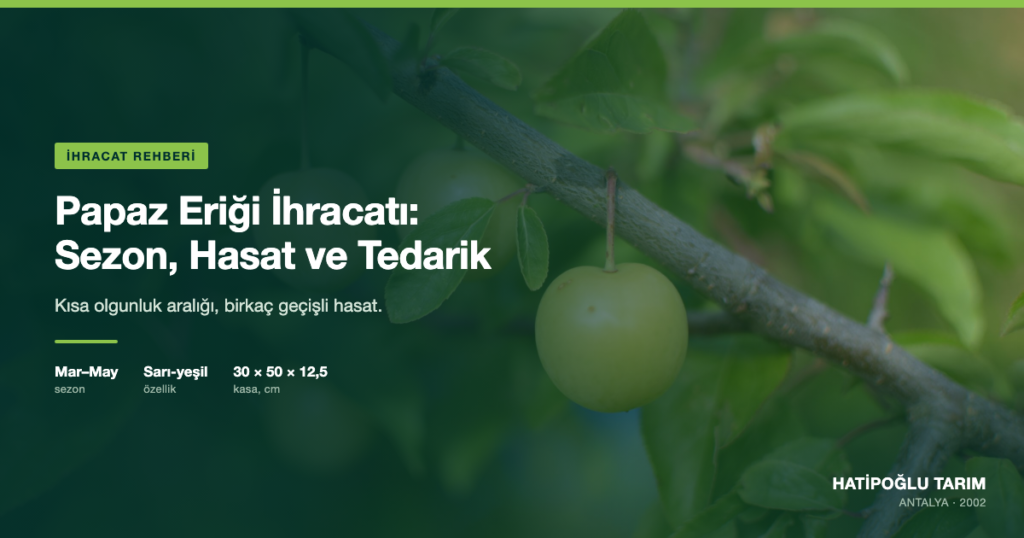 Papaz Eriği İhracatı: Sezon, Hasat ve Tedarik