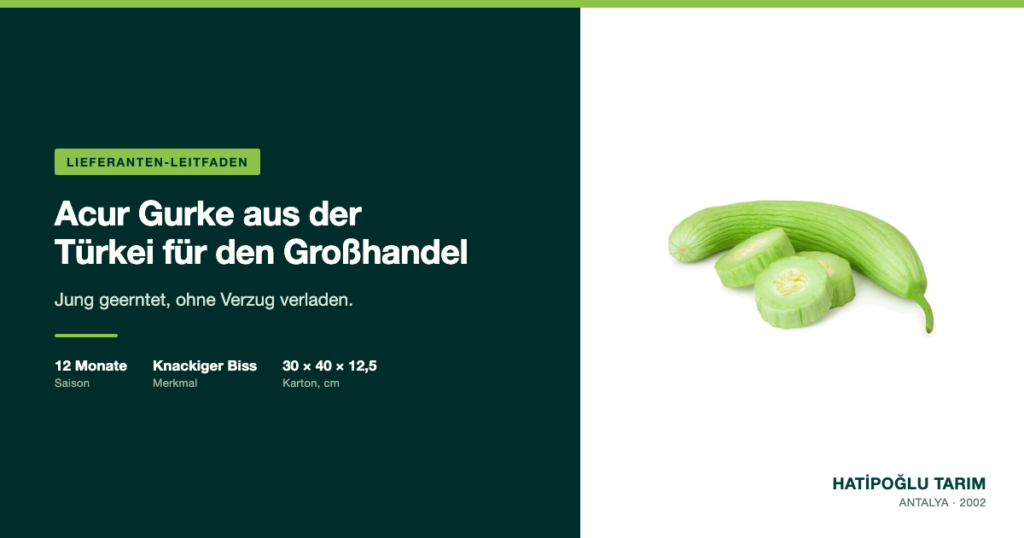 Acur Gurke aus der Türkei für den Großhandel