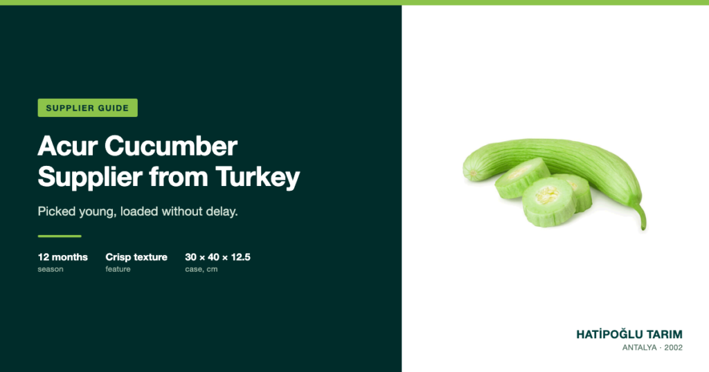 Acur Cucumber Supplier from Turkey