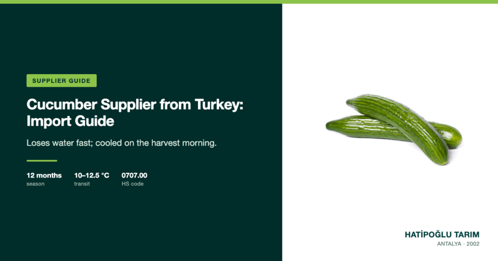 Cucumber Supplier from Turkey: Import Guide