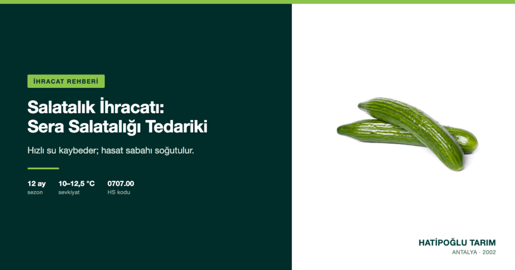 Salatalık İhracatı: Sera Salatalığı Tedariki
