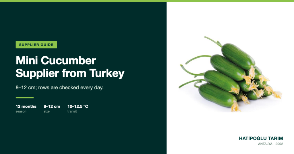 Mini Cucumber Supplier from Turkey