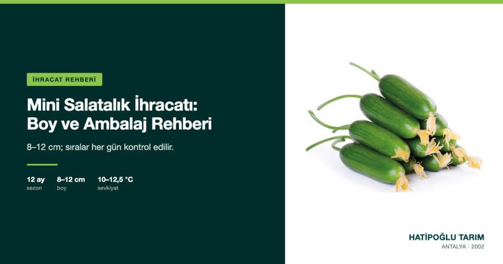 Mini Salatalık İhracatı: Boy ve Ambalaj Rehberi