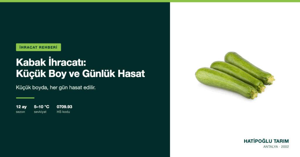 Kabak İhracatı: Küçük Boy ve Günlük Hasat