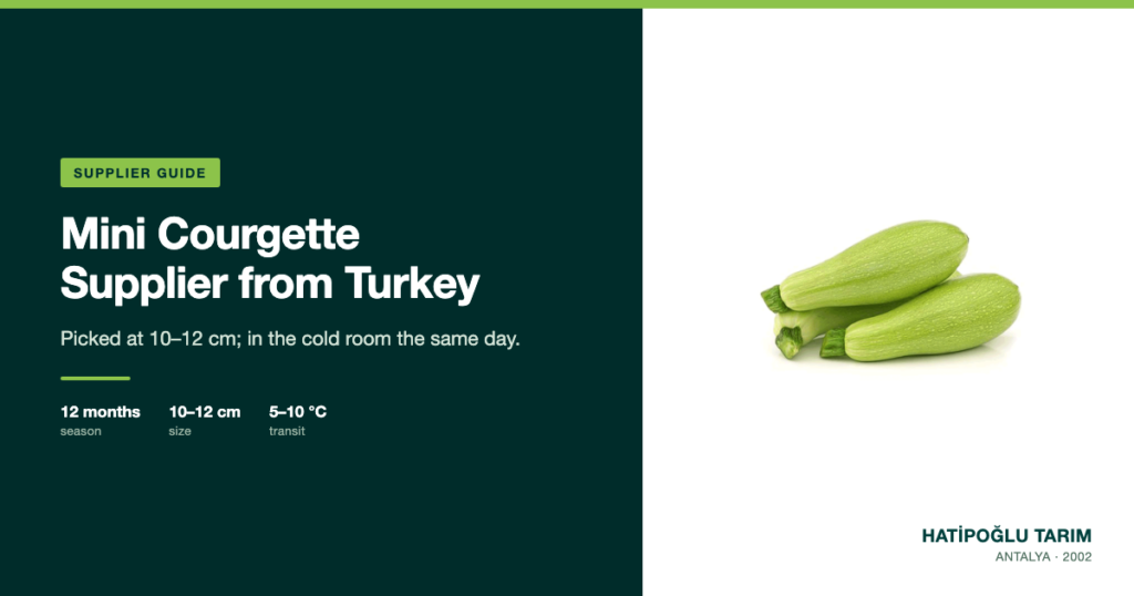 Mini Courgette Supplier from Turkey