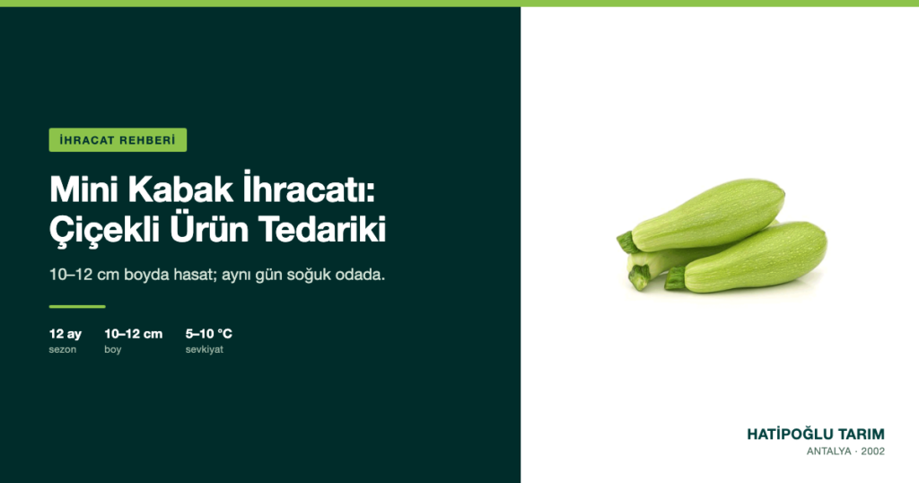 Mini Kabak İhracatı: Çiçekli Ürün Tedariki