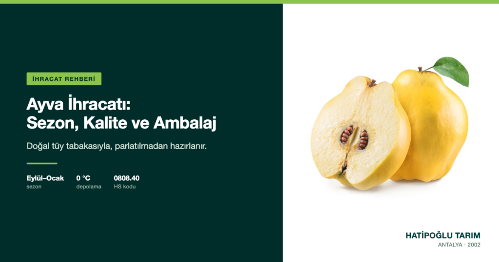 Ayva İhracatı: Sezon, Kalite ve Ambalaj
