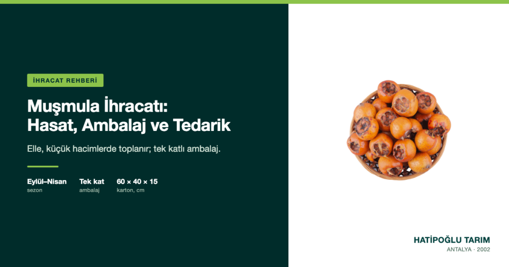 Muşmula İhracatı: Hasat, Ambalaj ve Tedarik