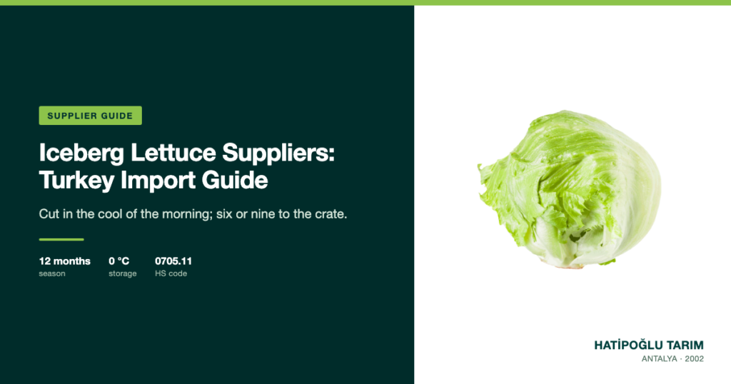 Iceberg Lettuce Suppliers: Turkey Import Guide