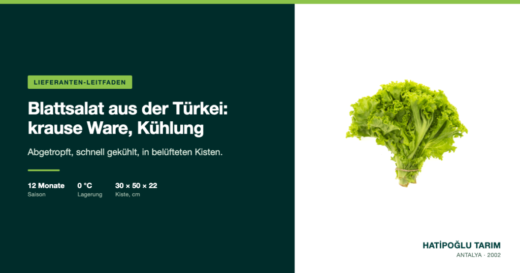 Blattsalat aus der Türkei: krause Ware, Kühlung