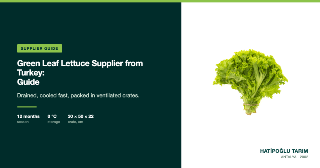 Green Leaf Lettuce Supplier from Turkey: Guide