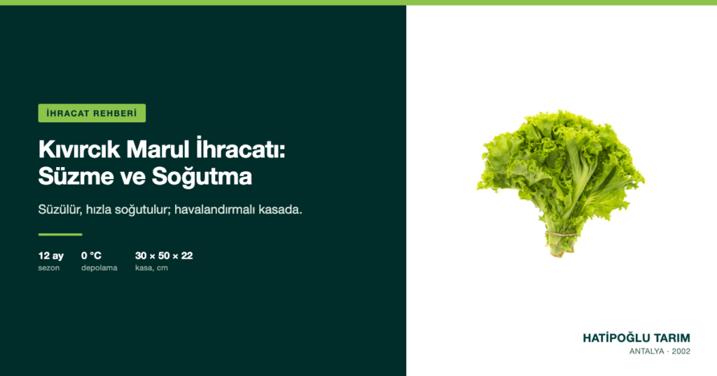 Kıvırcık Marul İhracatı: Süzme ve Soğutma