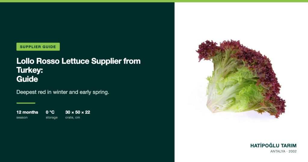 Lollo Rosso Lettuce Supplier from Turkey: Guide