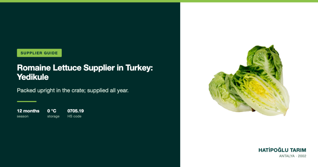 Romaine Lettuce Supplier in Turkey: Yedikule