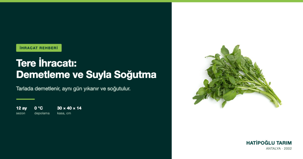 Tere İhracatı: Demetleme ve Suyla Soğutma