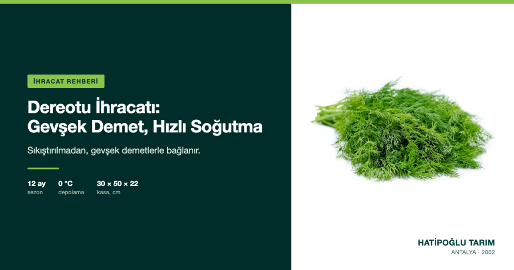 Dereotu İhracatı: Gevşek Demet, Hızlı Soğutma