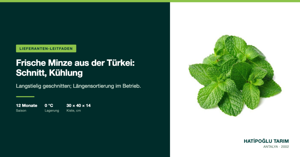 Frische Minze aus der Türkei: Schnitt, Kühlung