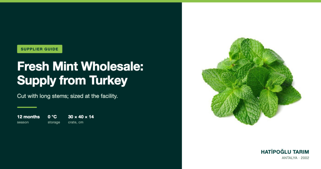 Fresh Mint Wholesale: Supply from Turkey
