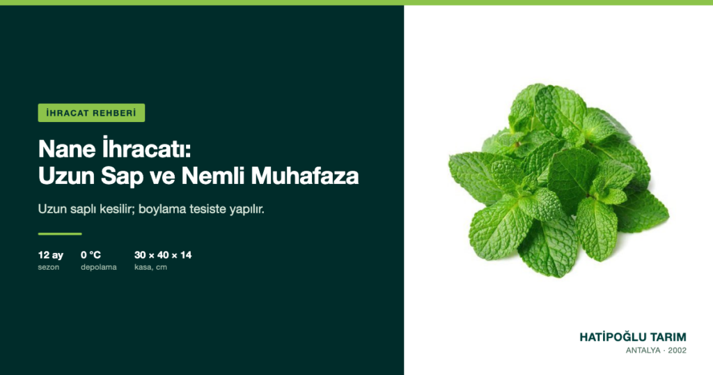 Nane İhracatı: Uzun Sap ve Nemli Muhafaza