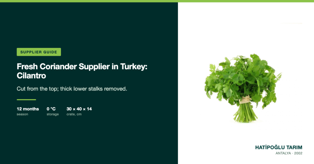 Fresh Coriander Supplier in Turkey: Cilantro