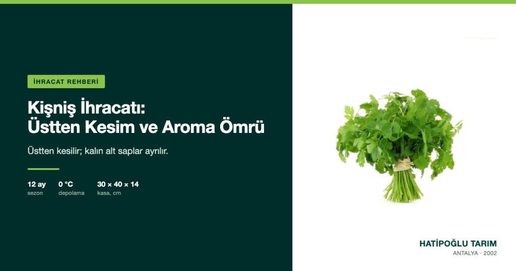 Kişniş İhracatı: Üstten Kesim ve Aroma Ömrü