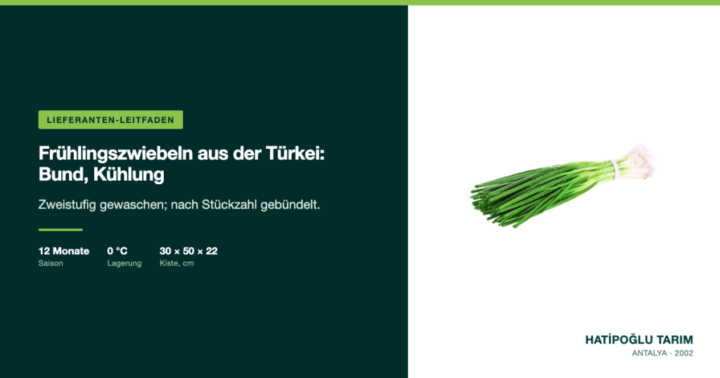 Frühlingszwiebeln aus der Türkei: Bund, Kühlung