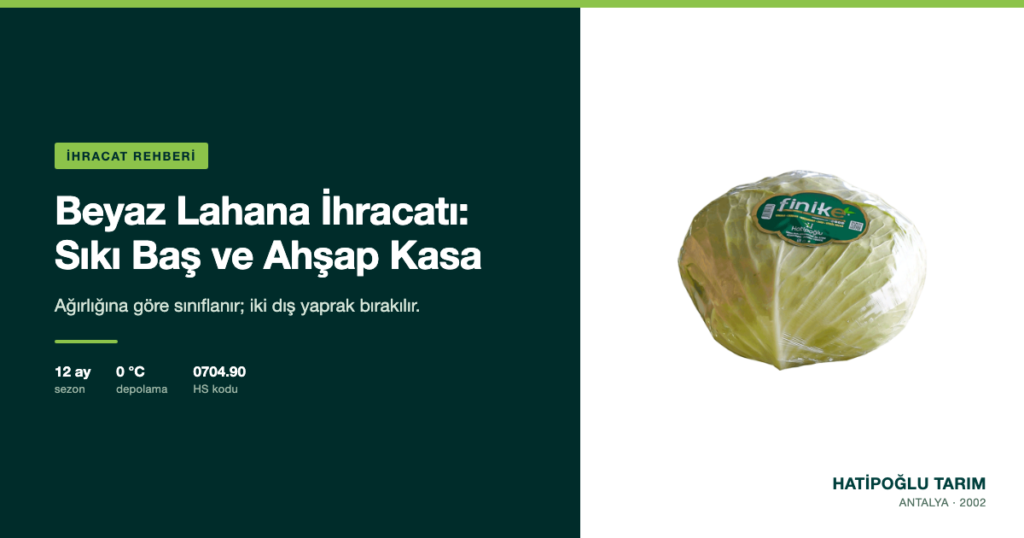 Beyaz Lahana İhracatı: Sıkı Baş ve Ahşap Kasa