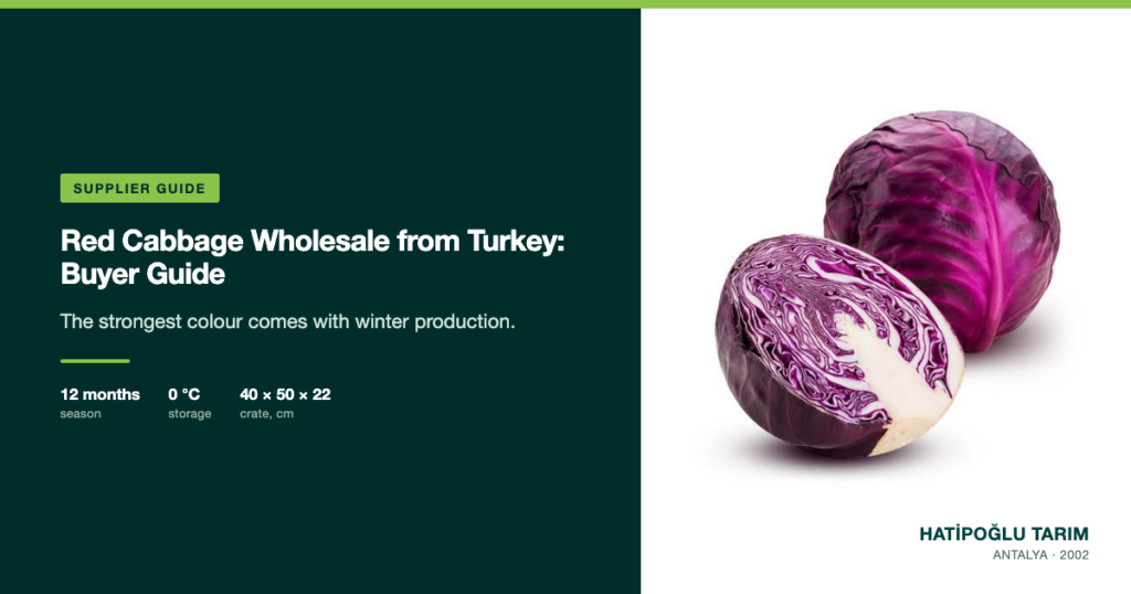 Red Cabbage Wholesale from Turkey: Buyer Guide