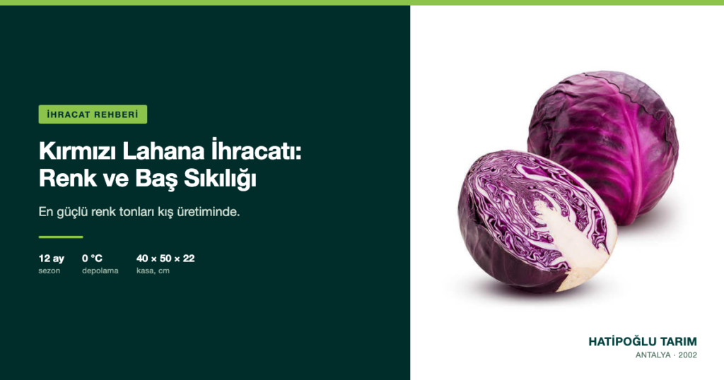 Kırmızı Lahana İhracatı: Renk ve Baş Sıkılığı