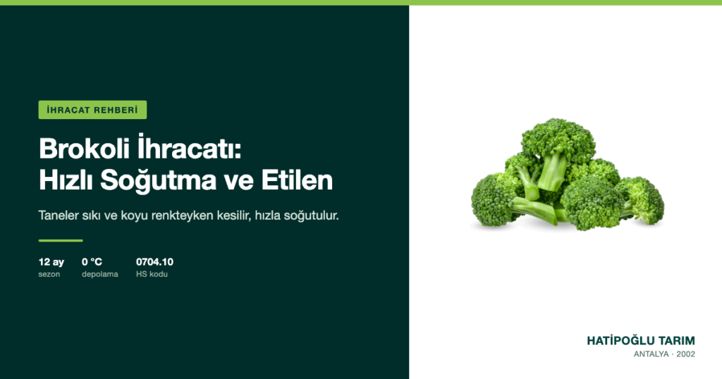 Brokoli İhracatı: Hızlı Soğutma ve Etilen