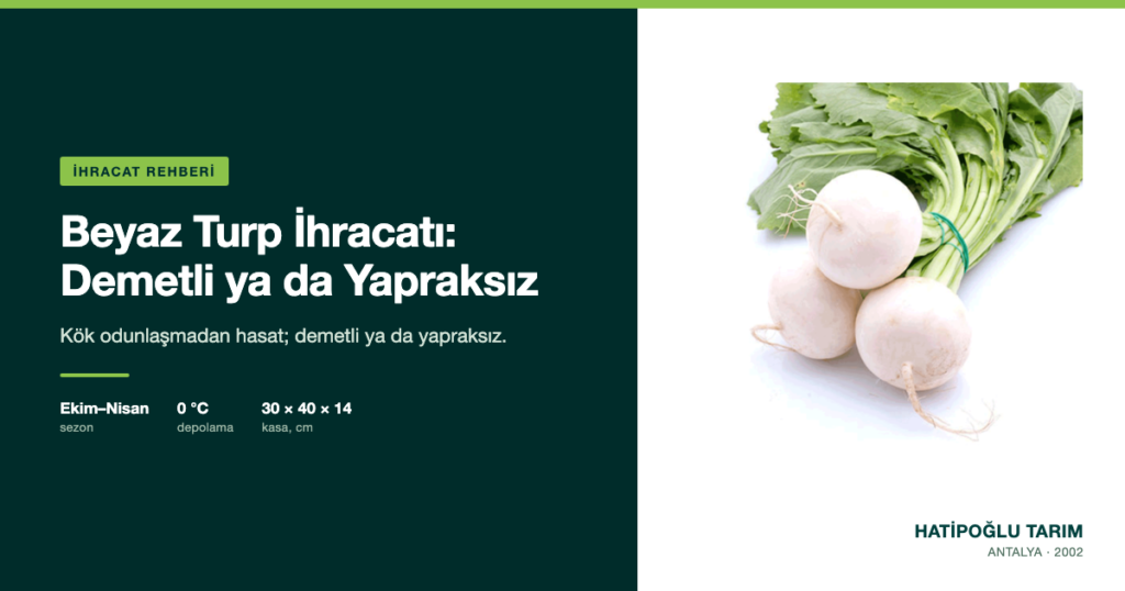 Beyaz Turp İhracatı: Demetli ya da Yapraksız