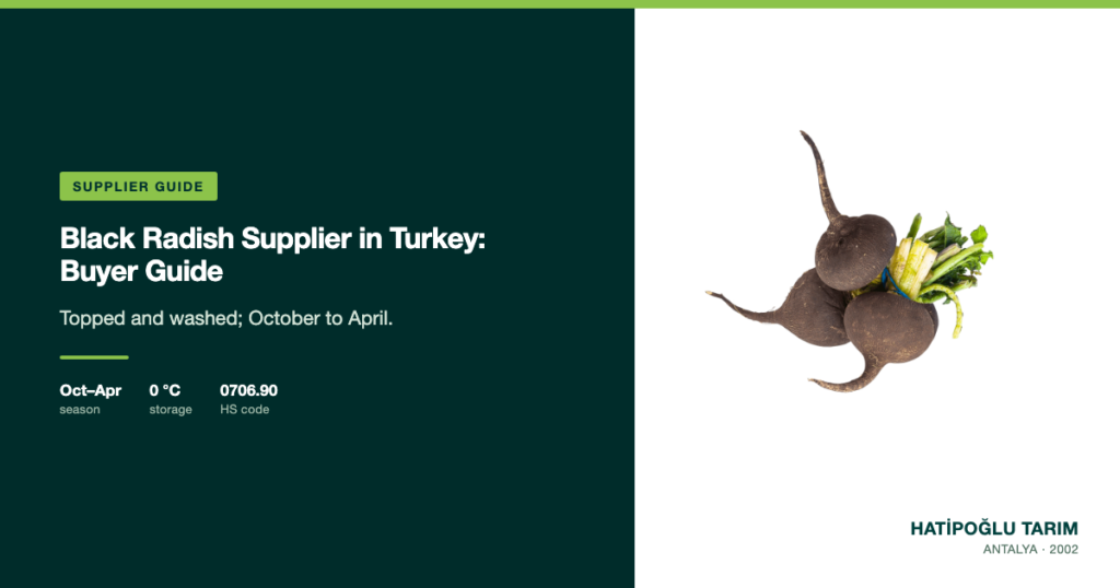 Black Radish Supplier in Turkey: Buyer Guide