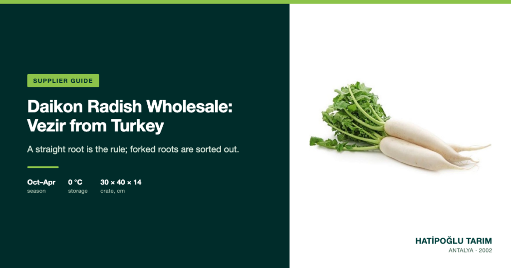 Daikon Radish Wholesale: Vezir from Turkey