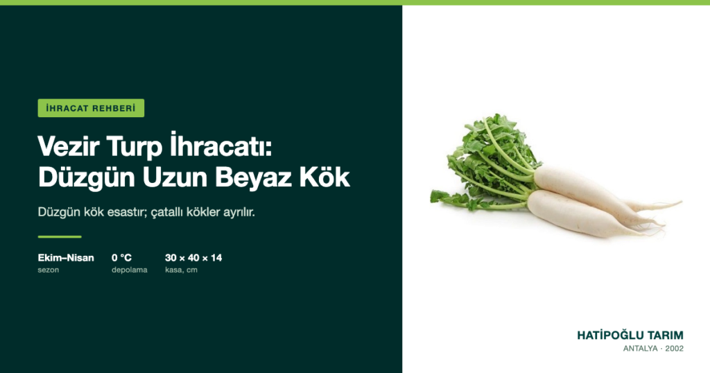 Vezir Turp İhracatı: Düzgün Uzun Beyaz Kök